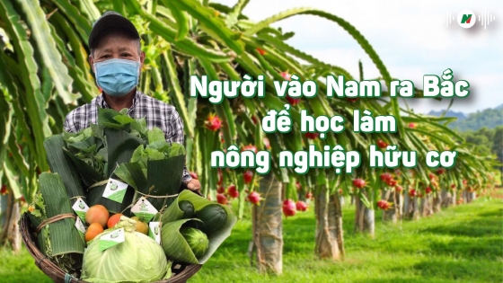 Người vào Nam ra Bắc để học làm nông nghiệp hữu cơ