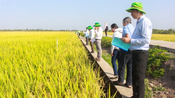 Tạo nội lực vững mạnh từ nguồn giống cho ngành hàng lúa gạo