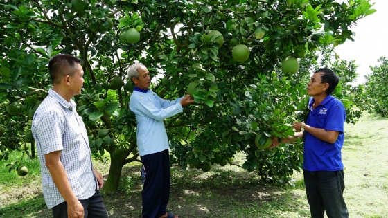 5 nội dung mới trong quản lý mã số vùng trồng