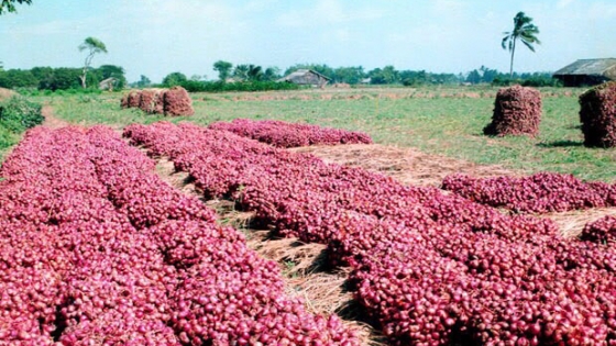 Hành tím Vĩnh Châu ‘xuất ngoại’, không dừng lại ở hướng hữu cơ