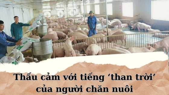 Thấu cảm với tiếng ‘than trời’ của người chăn nuôi