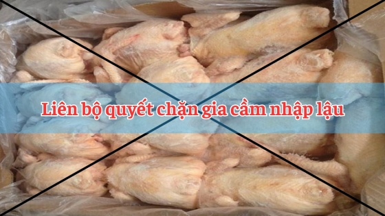 Liên bộ quyết chặn gia cầm nhập lậu