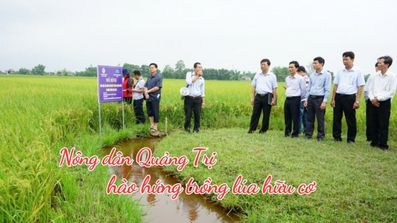 Nông dân Quảng Trị hào hứng trồng lúa hữu cơ