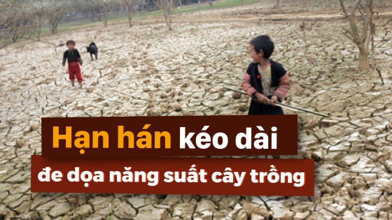 Hạn hán kéo dài đe dọa năng suất cây trồng