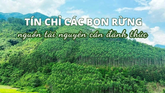 Tín chỉ các bon rừng - nguồn tài nguyên cần đánh thức