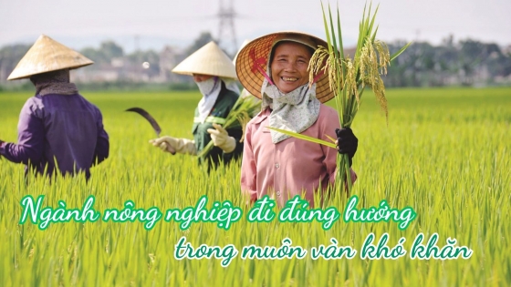 Ngành nông nghiệp đi đúng hướng trong bối cảnh muôn vàn khó khăn