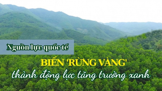 Nguồn lực quốc tế biến 'rừng vàng' thành động lực tăng trưởng xanh