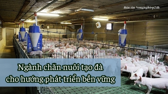 Ngành chăn nuôi tạo đà cho hướng phát triển bền vững