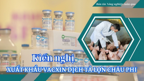 Kiến nghị xuất khẩu vacxin dịch tả lợn Châu Phi