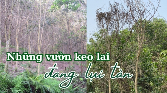 Những vườn keo lai đang lụi tàn