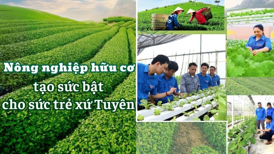 Nông nghiệp hữu cơ tạo sức bật cho sức trẻ xứ Tuyên