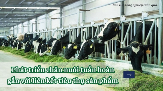 Phát triển mô hình chăn nuôi tuần hoàn gắn với liên kết tiêu thụ sản phẩm