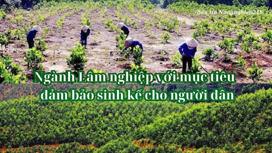 Ngành Lâm nghiệp với mục tiêu đảm bảo sinh kế cho người dân