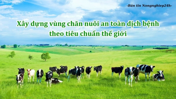 Xây dựng nhiều vùng chăn nuôi an toàn dịch bệnh theo tiêu chuẩn thế giới