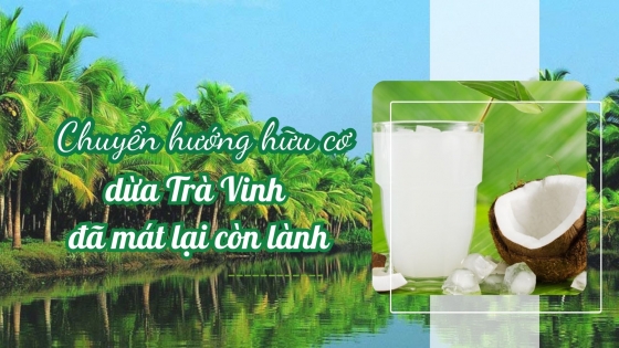 Chuyển hướng hữu cơ, dừa Trà Vinh đã mát lại còn lành