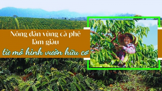 Nông dân vùng cà phê làm giàu từ mô hình vườn hữu cơ