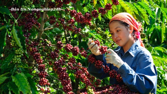 Thiết lập lộ trình tuân thủ EUDR cho ngành cà phê