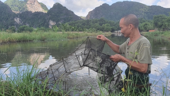 Tôm càng xanh hồi sinh một vùng đất trũng