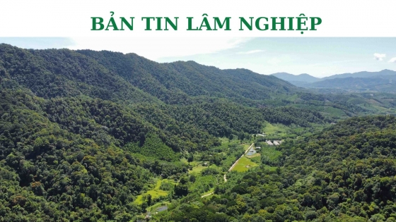 Bản tin Lâm nghiệp ngày 23/10/2023