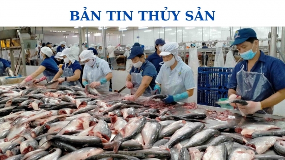 Bản tin Thủy sản ngày 23/10/2023