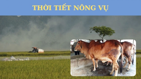 Thời tiết nông vụ ngày 23 tháng 10 năm 2023