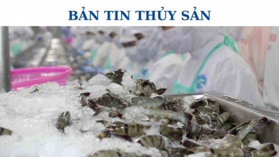 Bản tin Thủy sản ngày 24 tháng 10 năm 2023