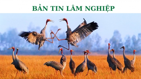 Bản tin Lâm nghiệp ngày 24 tháng 10 năm 2023