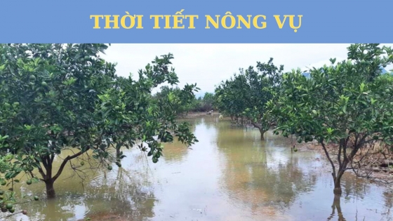 Thời tiết nông vụ ngày 24 tháng 10 năm 2023