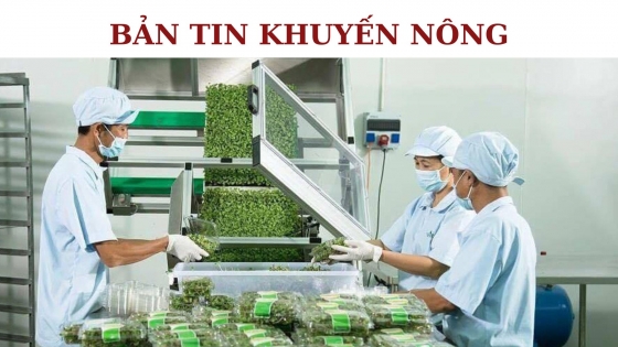 Bản tin Khuyến nông ngày 24 tháng 10 năm 2023