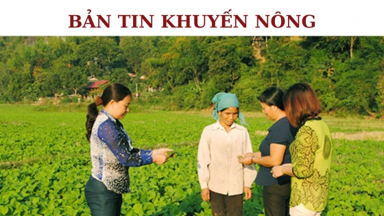 Bản tin Khuyến nông ngày 25 tháng 10 năm 2023