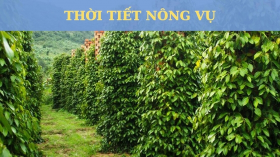 Thời tiết nông vụ ngày 26 tháng 10 năm 2023