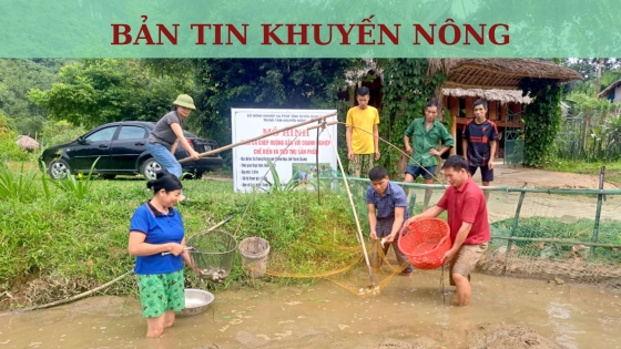 Bản tin Khuyến nông ngày 26 tháng 10 năm 2023