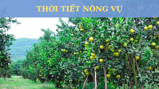 Thời tiết nông vụ ngày 25/10/2023