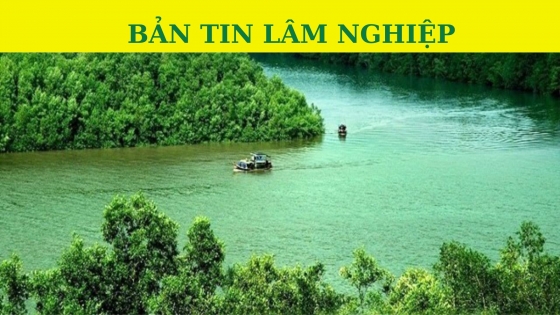 Bản tin Lâm nghiệp ngày 25 tháng 10 năm 2023