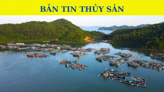 Bản tin Thủy sản ngày 25 tháng 10 năm 2023