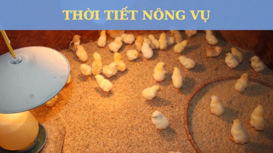 Thời tiết nông vụ ngày 27 tháng 10 năm 2023