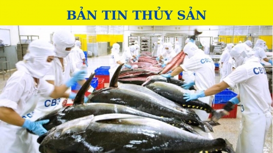 Bản tin Thủy sản ngày 26 tháng 10 năm 2023