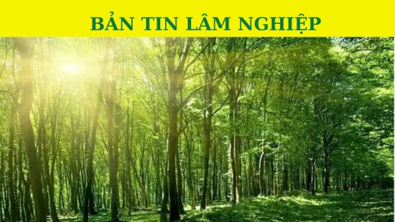 Bản tin Lâm nghiệp ngày 26 tháng 10 năm 2023