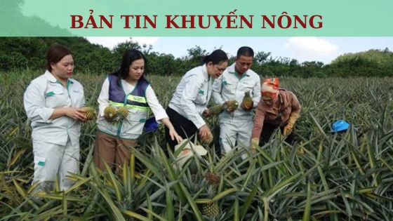 Bản tin Khuyến nông ngày 27 tháng 10 năm 2023