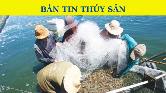 Bản tin Thủy sản ngày 27 tháng 10 năm 2023