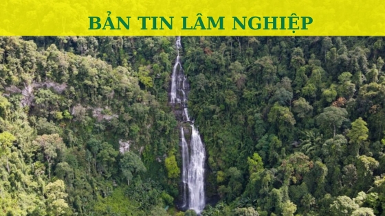 Bản tin Lâm nghiệp ngày 27 tháng 10 năm 2023