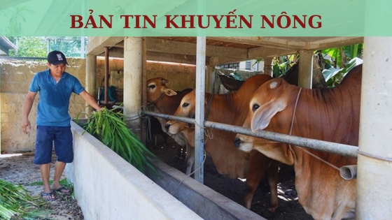 Bản tin Khuyến nông ngày 30 tháng 10 năm 2023