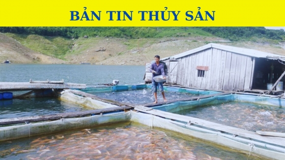 Bản tin Thủy sản ngày 30 tháng 10 năm 2023