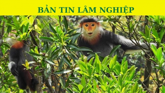 Bản tin Lâm nghiệp ngày 30 tháng 10 năm 2023