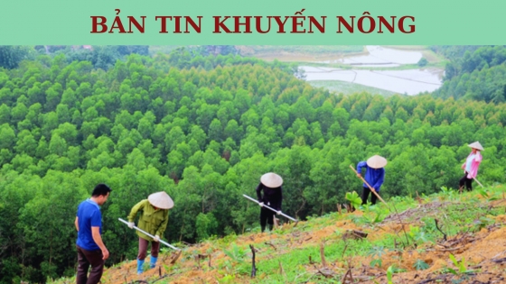 Bản tin Khuyến nông ngày 31 tháng 10 năm 2023