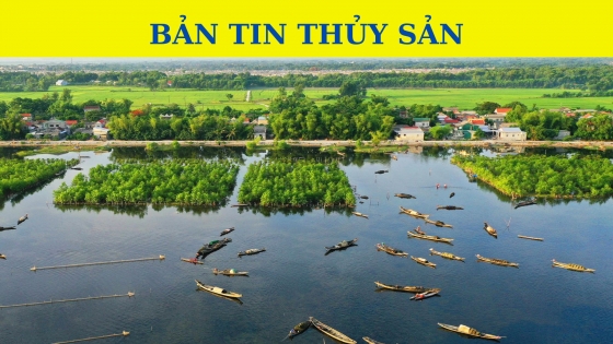 Bản tin Thủy sản ngày 31 tháng 10 năm 2023