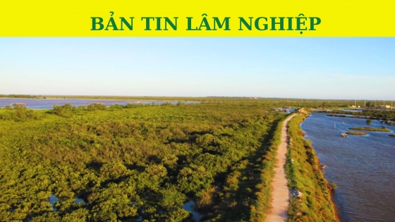 Bản tin Lâm nghiệp ngày 31 tháng 10 năm 2023