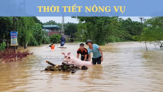 Thời tiết nông vụ ngày 31 tháng 10 năm 2023