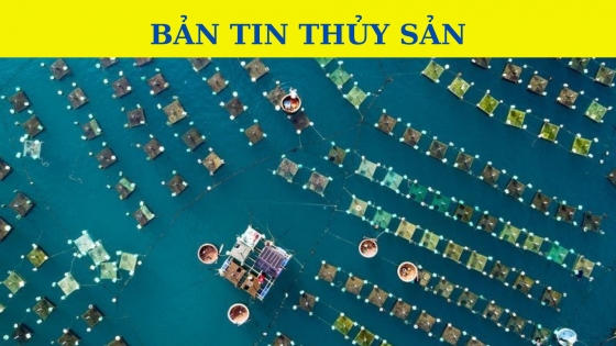 Bản tin Thủy sản ngày 1 tháng 11 năm 2023