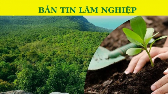 Bản tin Lâm nghiệp ngày 1 tháng 11 năm 2023